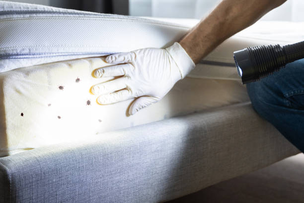 Best Spider Control Near Me  in Ridgewood, NJ