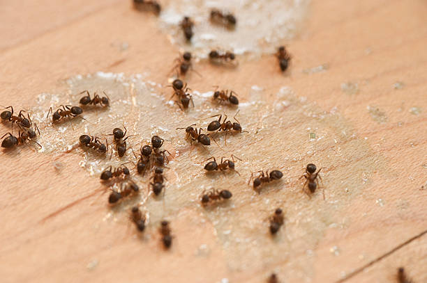 Best Emergency Pest Control  in Ridgewood, NJ