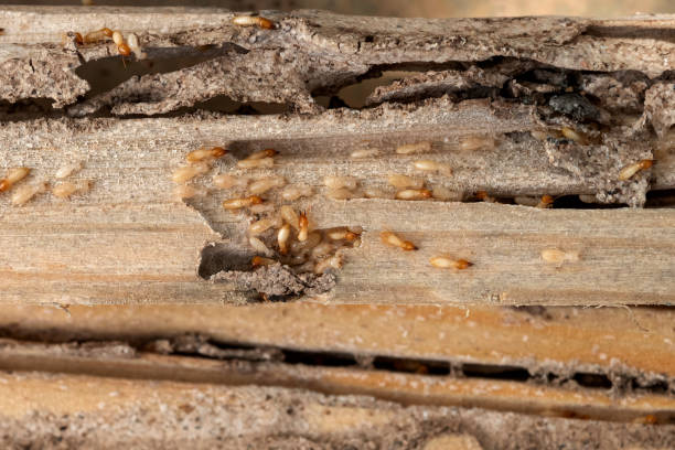 Best Emergency Pest Control  in Ridgewood, NJ