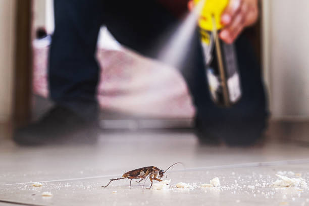 Best Flea Control Services  in Ridgewood, NJ